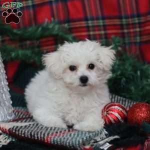Gracie, Bichon Frise Puppy